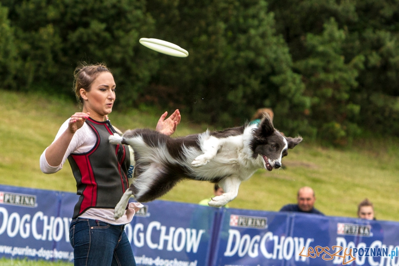 Dog Chow Disc Cup 2014