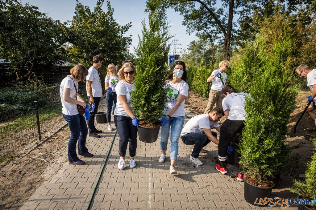 Akcja Drzewo dla działkowca pracowników Beiersdorf Poznań Foto: mat. prasowe