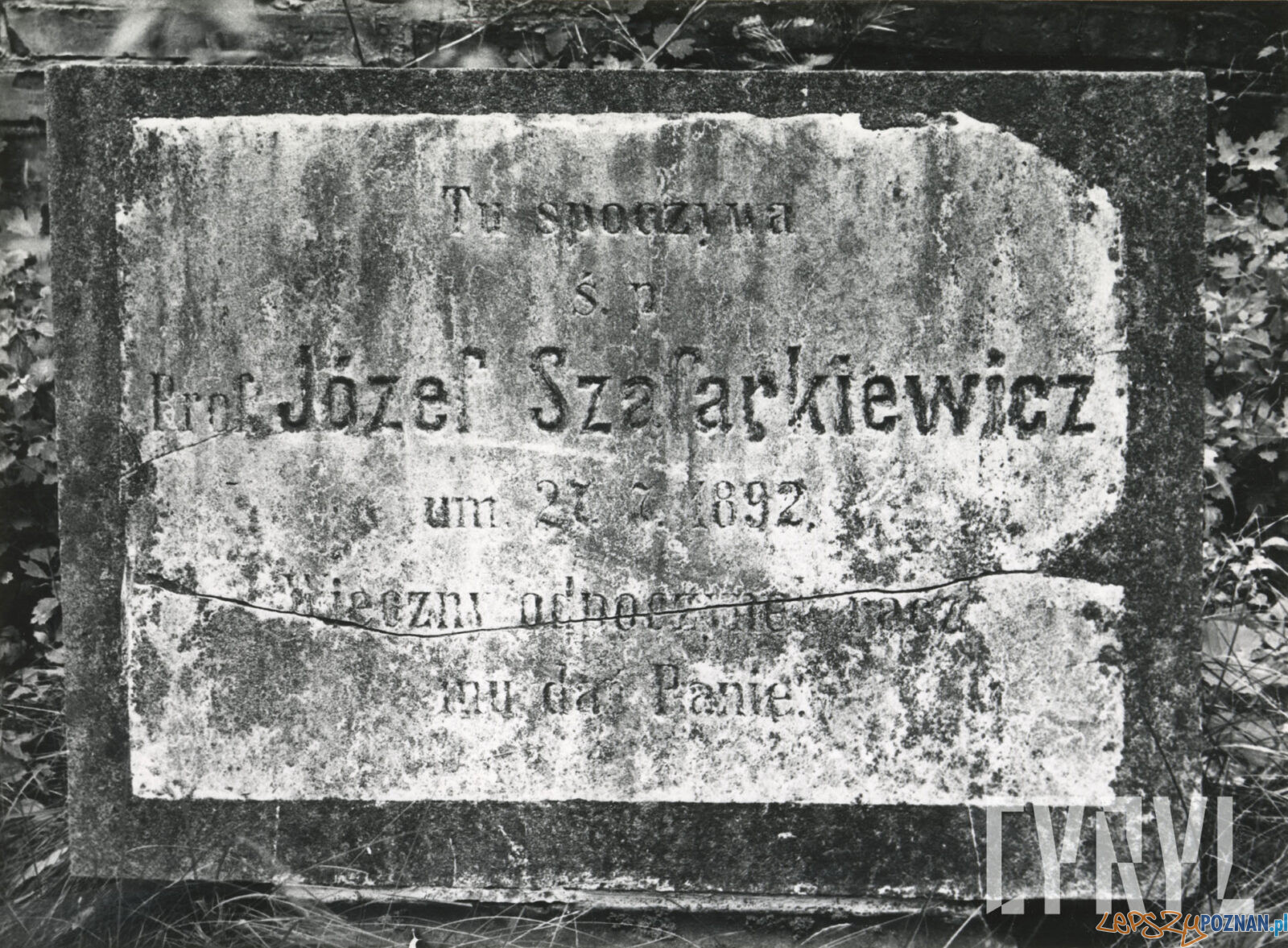 Jozef Szafarkiewicz tablica nagrobna w kwaterze I Cmentarza Zasłużonych Wielkopolan Hanna Nowakowska Cyryl Foto: Hanna Nowakowska / Cyryl